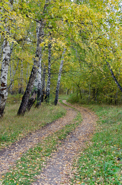 autumn birch forest - Zdjęcie, obraz