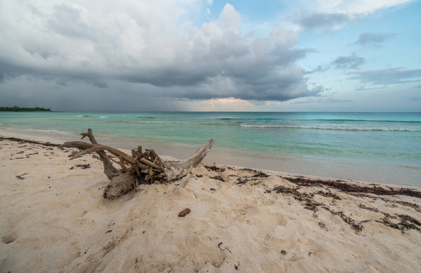incredible storm over the caribbean sea at sunset - tree trunk in the foreground - 写真・画像