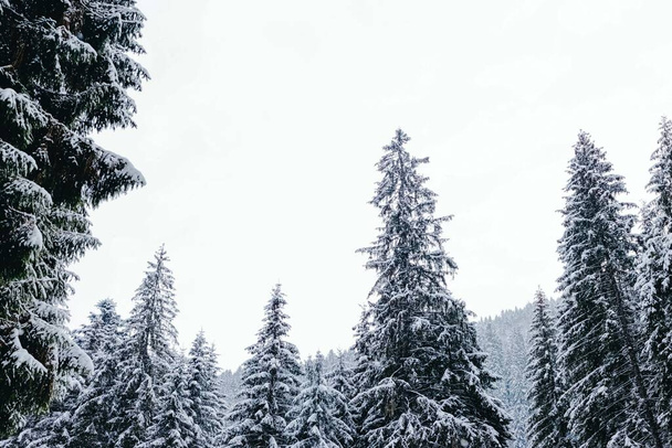 Fir trees covered with snow. Beautiful winter panorama - 写真・画像