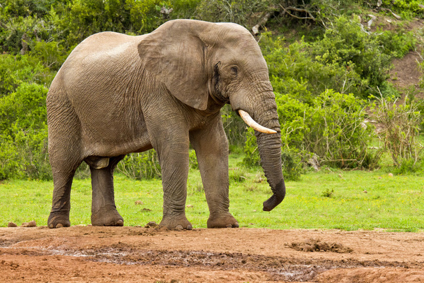 Αρσενικός ελέφαντας σε μια τρύπα του νερού - Φωτογραφία, εικόνα