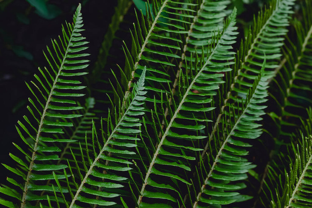 Close-up of green fern leaves, natural background - Foto, immagini