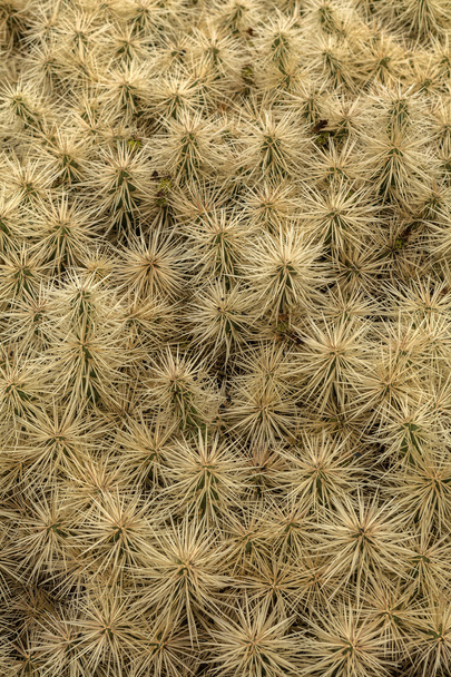 Cactus - 写真・画像
