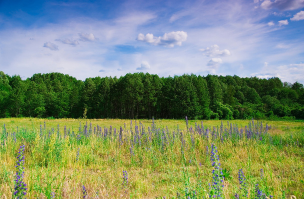 Blue wildflowers on a background of forest - Foto, afbeelding