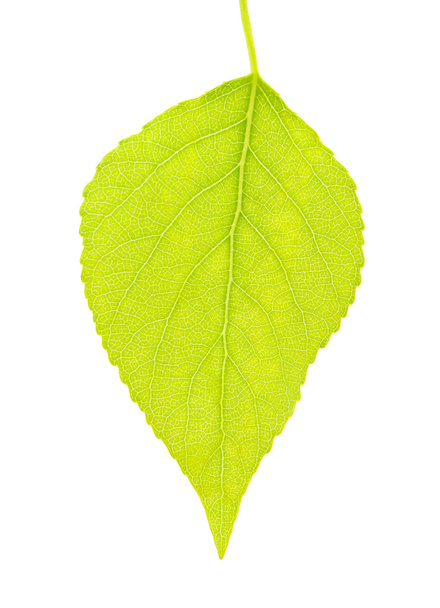 Leaf op witte - Foto, afbeelding