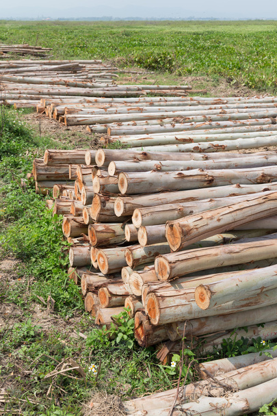 Albero di eucalipto, Pila di tronchi di legno pronta per l'industria
 - Foto, immagini