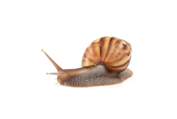 Garden snail isolated on white background. - Photo, image