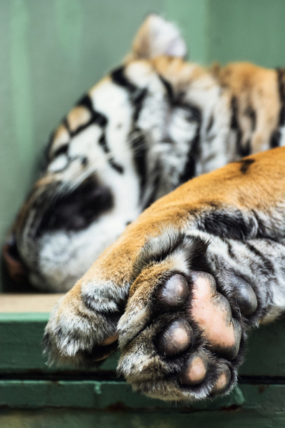 Суматранский тигр (Panthera tigris sumatrae) - Фото, изображение