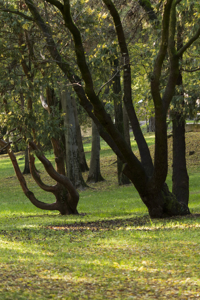 Tree in the park - Foto, Bild