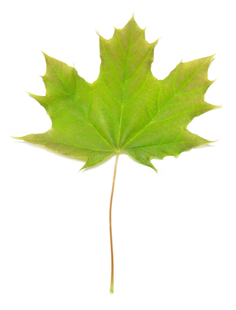 Green maple leaf - Photo, Image