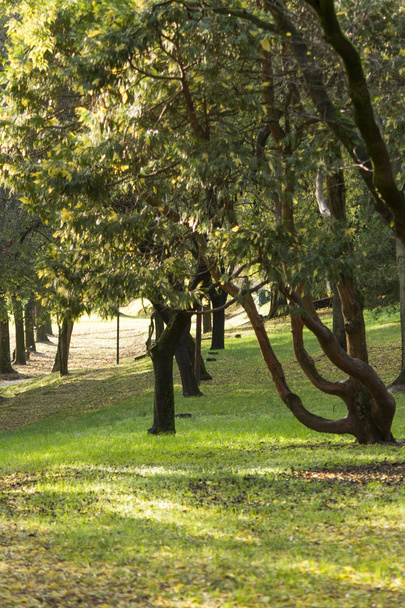 Tree in the park - Foto, Bild