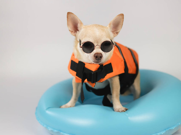Portrait  of a cute brown short hair chihuahua dog wearing sunglasses and  orange life jacket or life vest standing in blue swimming ring, isolated on white background. - Photo, image
