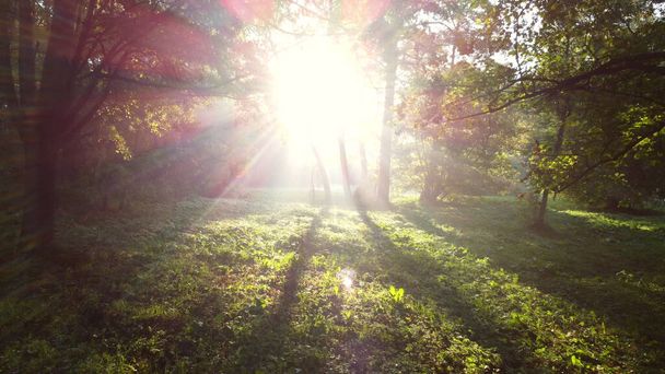 Aerial Drone View sol brilla brillantemente a través de árboles de ramas verdes en el bosque en la mañana de verano. Hermoso fondo natural. Ecología, Protección del medio ambiente, calentamiento global, cambio climático - Foto, imagen
