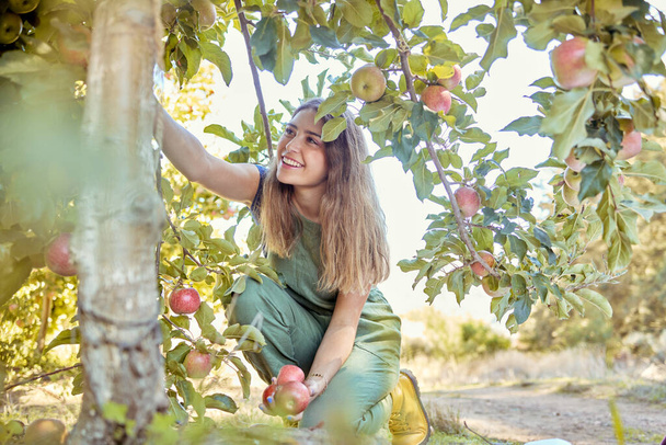 Joven mujer alegre recogiendo manzanas de un árbol. Feliz hembra acaparando frutas en un huerto durante la temporada de cosecha. Manzanas rojas frescas que crecen en una granja. Agricultor cosechando fruta de árboles en una granja. - Foto, imagen