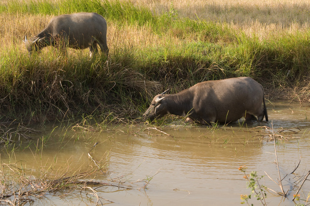 Búfalos de agua
 - Foto, imagen
