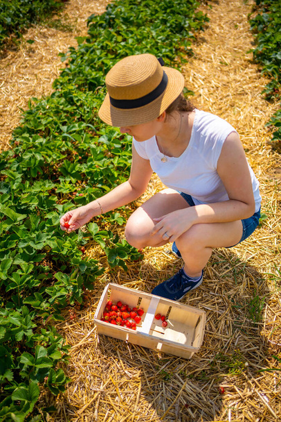 Mladá žena sbírá jahody v samolibé plantáži v České republice. Kvalitní fotografie - Fotografie, Obrázek