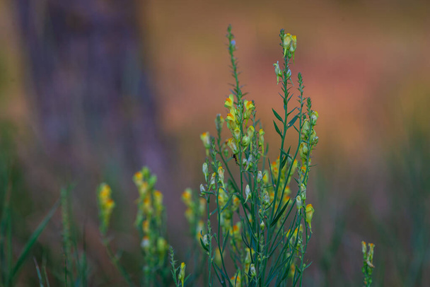 Linaria vulgaris blooms in the wild among grasses (Yellow Toadflax) with yellow flowers grow on the meadow in summer - Photo, Image