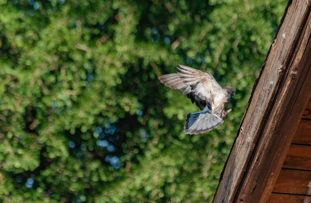 City pigeon maneuvers in flight - Photo, Image