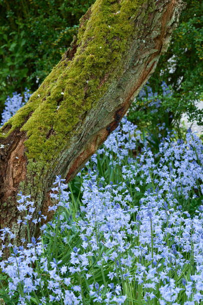 Colourful bluebell flowers growing around moss covered wooden tree trunk. Blossoming, blooming, flowering blue scilla siberica plants in a serene, peaceful, tranquil private home garden and backyard. - Photo, Image