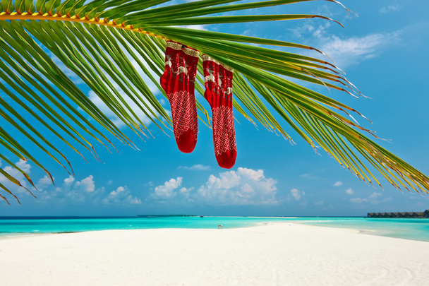 Пляж з пальмою
 - Фото, зображення