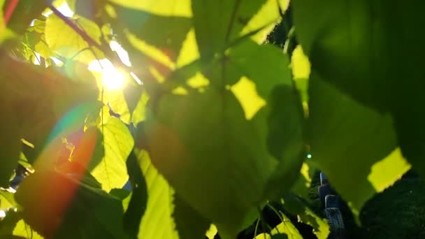 A reggeli napsütés átsüt egy közeli fa zöld, fiatal levelein. Nagy levelek ringatóznak a szélben, és a nap sugarai ragyognak rajtuk keresztül. Természetes háttér. Környezetvédelmi koncepció - Felvétel, videó
