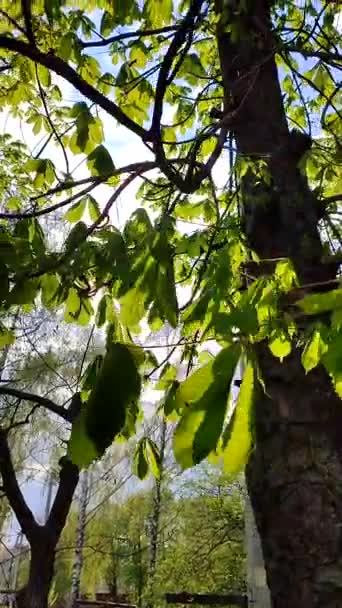 Aamuaurinko paistaa puun vihreiden lehtien läpi lähikuva. Suuret lehdet huojuvat tuulessa ja auringonsäteet loistavat niiden läpi. Luonnollinen tausta. Käsitys ympäristöstä. Pystysuora video - Materiaali, video