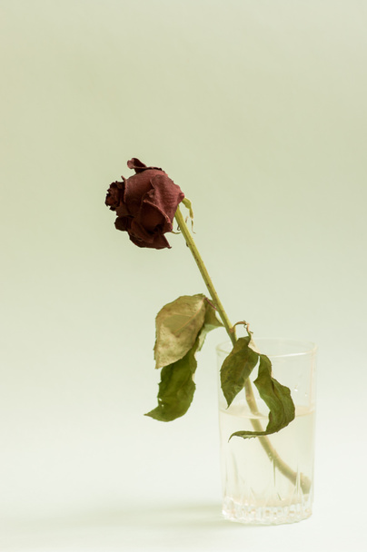 Minimalist still life image of a dead rose in a glass. - Photo, image