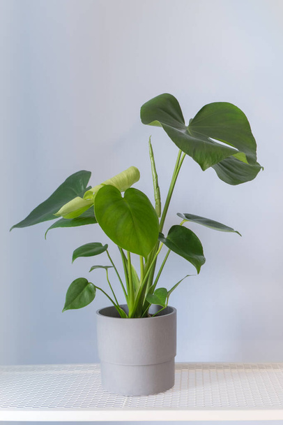 A young monstera plant in a gray pot stands on a table against a gray background. - 写真・画像