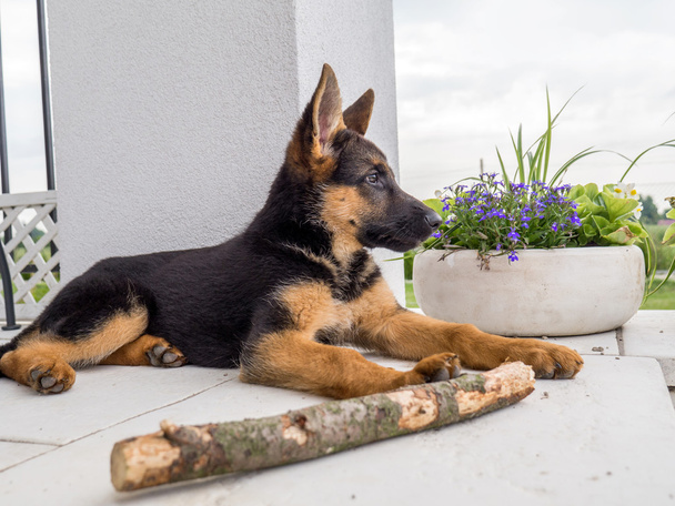 Waakzaam Duitse herder puppy - Foto, afbeelding