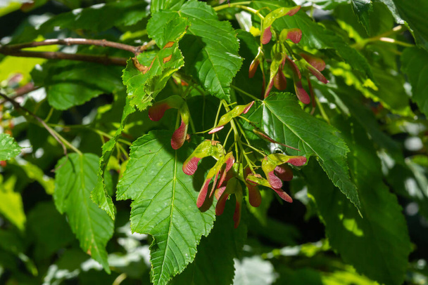 A close up of reddish-pink maturing fruits of Acer tataricum subsp. ginnala Tatar maple or Tatarian maple. - Fotoğraf, Görsel