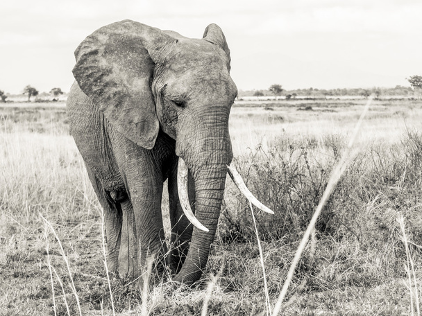 Female elephant on the savanna, Tanzania, Africa. - Foto, imagen
