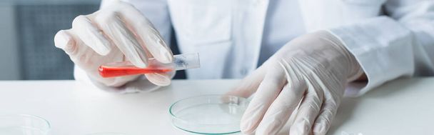 Vista ritagliata dello scienziato che tiene la provetta e la capsula di Petri in laboratorio, banner  - Foto, immagini