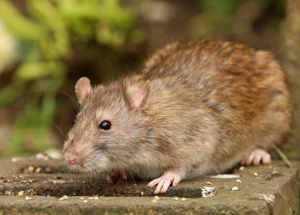 Бурая крыса
 - Фото, изображение