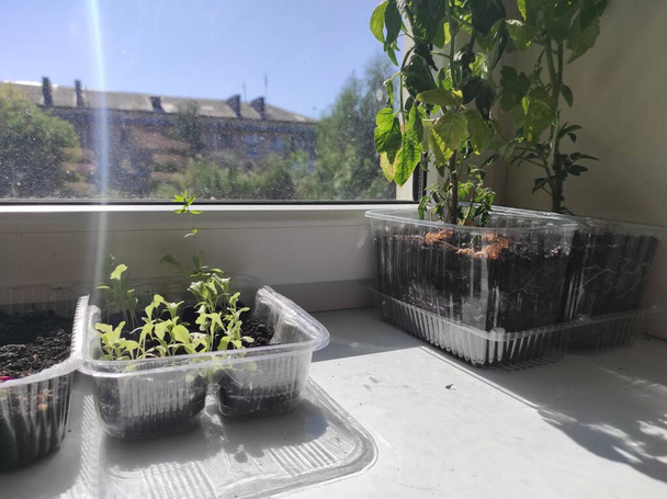 Microgreens. Plants on the windowsill. Vegan - Fotoğraf, Görsel
