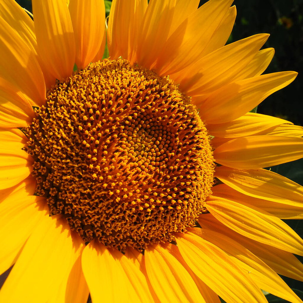 The Helianthus sunflower is a genus of plants in the Asteraceae family. Annual sunflower and tuberous sunflower. Agricultural field. Blooming bud with yellow petals. Furry leaves. Serbia agriculture. - Φωτογραφία, εικόνα