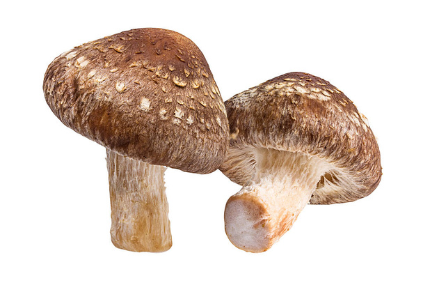 Shiitake paddenstoelen geïsoleerd op witte achtergrond - Foto, afbeelding