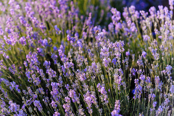 Champ de lavande. Fleurs violettes sur le terrain - Photo, image