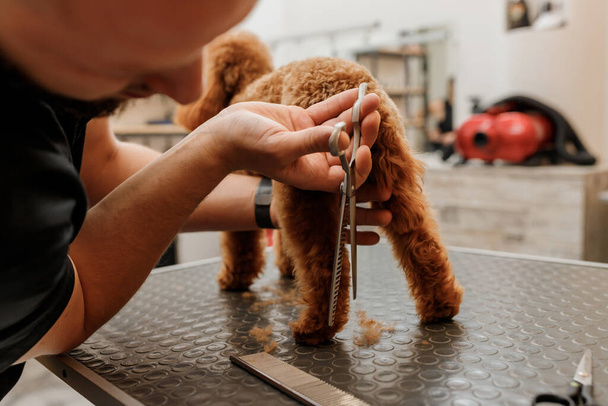 Close up of professional male groomer making haircut of poodle teacup dog at grooming salon with professional equipment  - Foto, Bild
