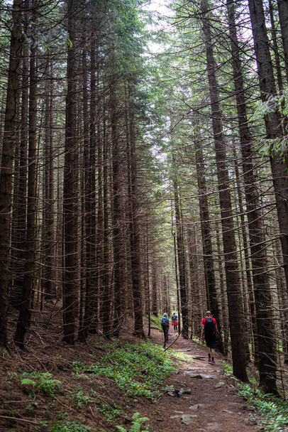 пішохідна стежка в лісі
 - Фото, зображення