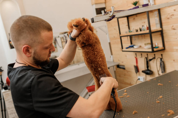 Επαγγελματική αρσενικό groomer κάνει κούρεμα του σκύλου pooodle teacup στο σαλόνι καλλωπισμού με επαγγελματικό εξοπλισμό  - Φωτογραφία, εικόνα