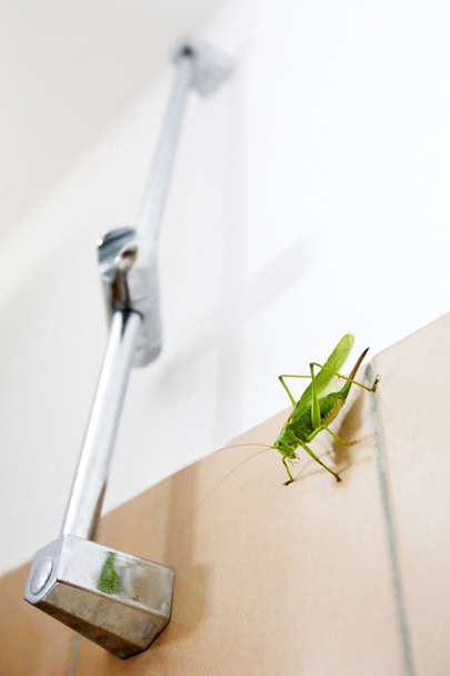 grüne Heuschrecke an Badezimmerwand - Foto, Bild