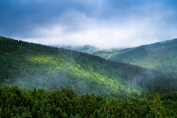 Schöne Aussicht auf den Wald in den Bergen - Foto, Bild