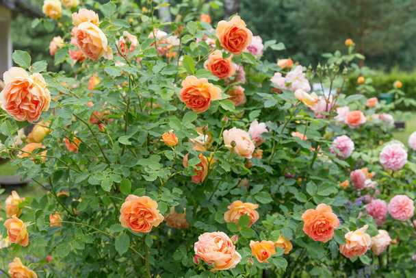 Богатые оранжево-красные розовые бутоны раскрыты в чашеобразных цветах. Огромное количество английских блюд в саду - Фото, изображение