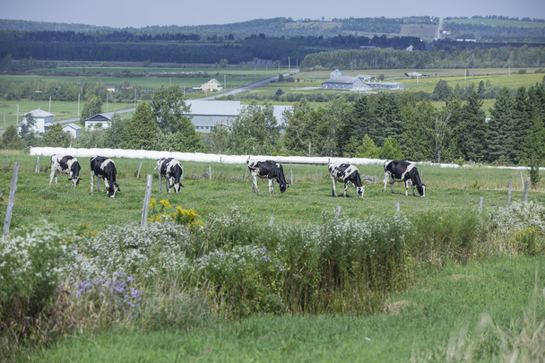 Χολστάιν αγελάδες που βόσκουν σε ένα ζεστό καλοκαιρινό απόγευμα - Φωτογραφία, εικόνα