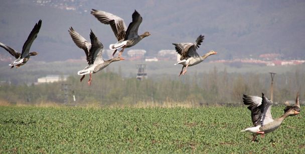 дикие гуси в бегах  - Фото, изображение