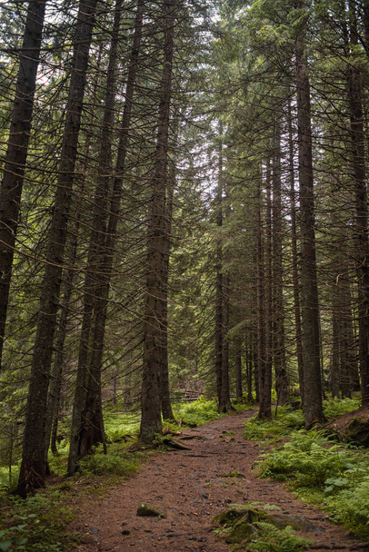 forest in the mountains - Φωτογραφία, εικόνα