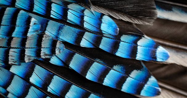 blaue und schwarze Eichelhäher-Federn. Hintergrund oder Textur - Foto, Bild