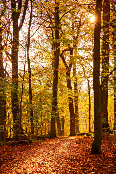 Colourful forest path - Fotoğraf, Görsel