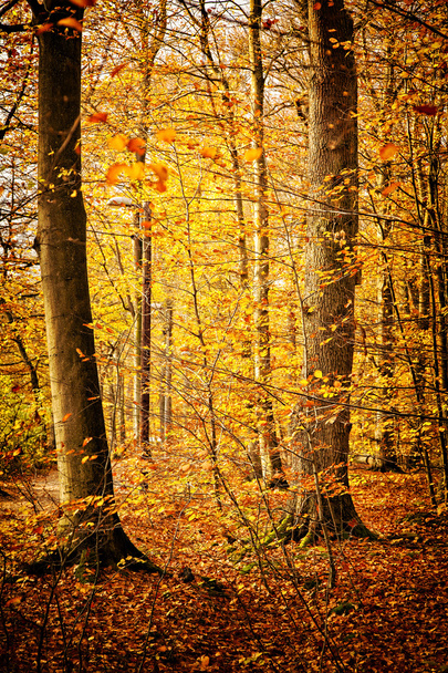 Colourful forest scene - Фото, изображение