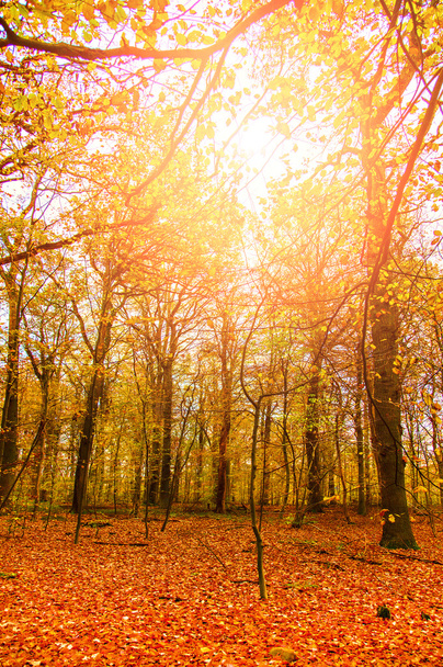 Sunlit autumn forrest - Фото, изображение