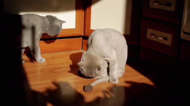 Due grigi gatti soffici britannici che leccano pelliccia nei raggi del sole sul pavimento. Gli animali domestici scozzesi puliscono e lavano la pelliccia con la lingua al mattino all'alba, sotto il sole e un'ombra nera. Curare. Cucina.. - Filmati, video